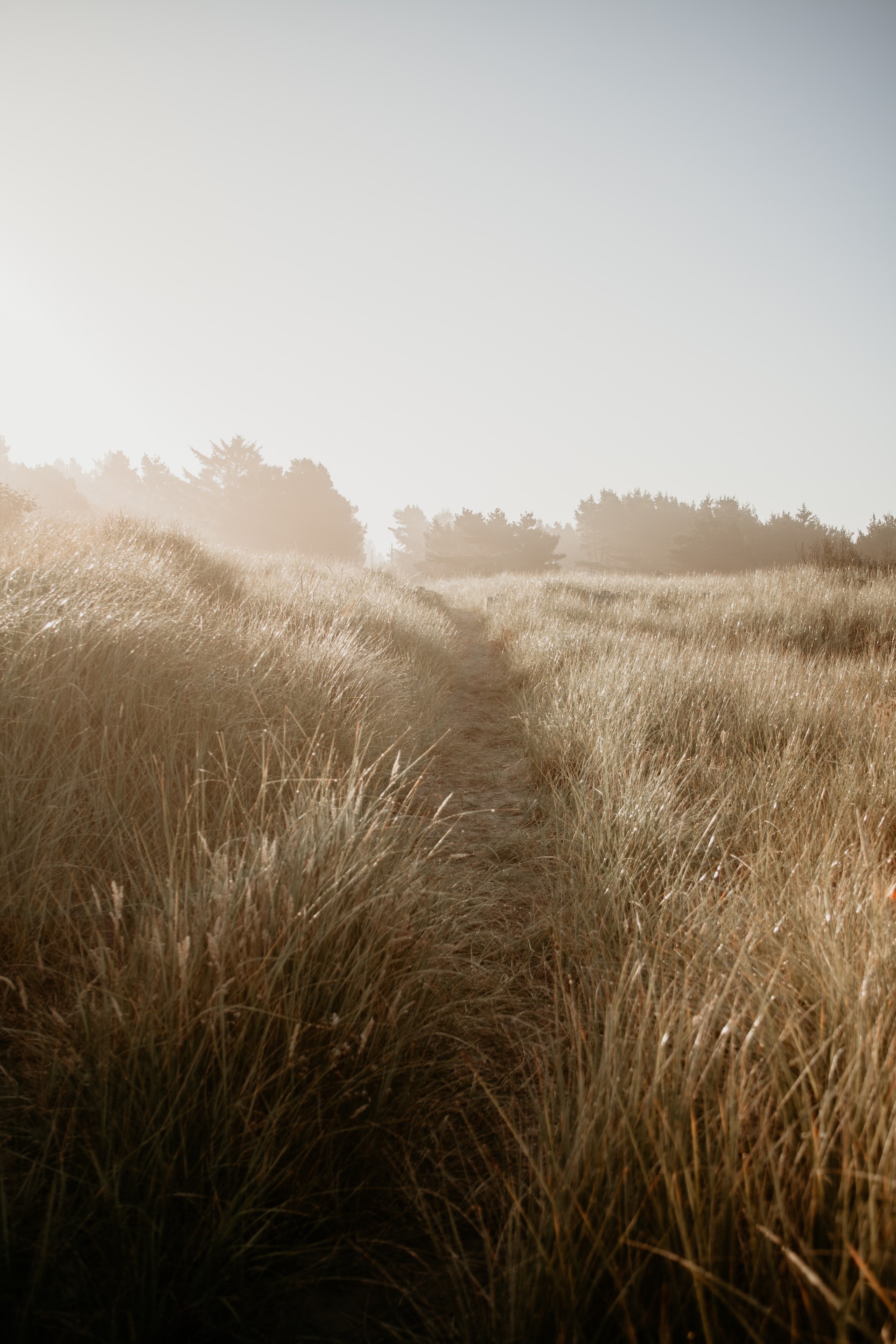 pathway in wheat field
